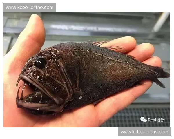 潜水打猎的极限挑战与技巧解析:探索深海中的猎物世界 潜水打猎的极限挑战与技巧解析:探索深海中的猎物世界